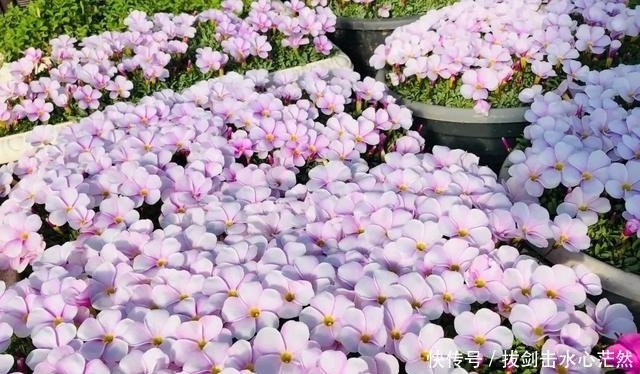 年度十大流行花卉,摆在家里,高贵优雅,又美又仙