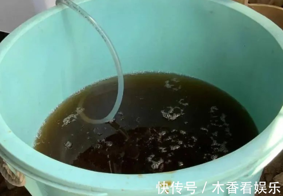 浇花|淘米洗菜水,全不如这种“水”,养花浇啥旺啥,还不用费钱