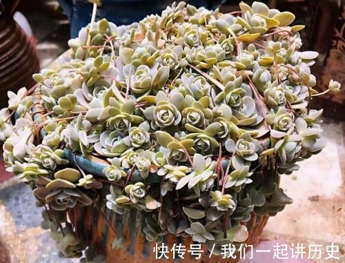 紫米粒|最爱爆盆的5种多肉,不用1个月就溢出花盆