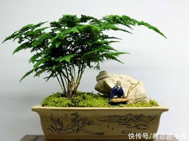 肥料|让黄叶的文竹恢复生机，秋季只需做四步，让它根系满盆冒新芽