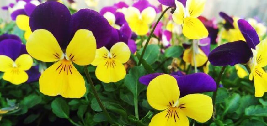 4种花自带财运,家里养一盆,30天不浇水照样生长,一年开花不断