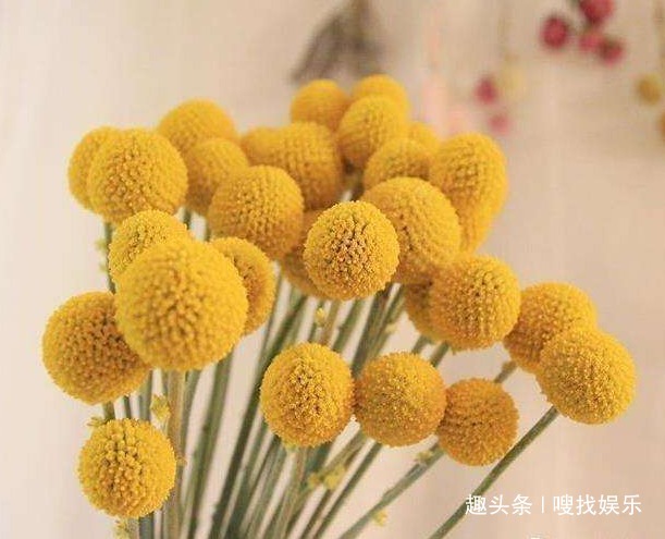 此花小巧玲珑,金黄色的花朵色泽鲜艳夺目,且花开不败灿烂永恒