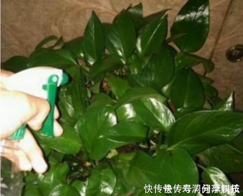 张大爷养花，加点生长剂，叶绿开花多，养啥都爆盆