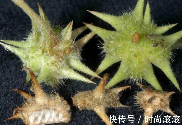 蒺藜|农村一种常见植物,拦路挡道惹人嫌,但价值珍贵