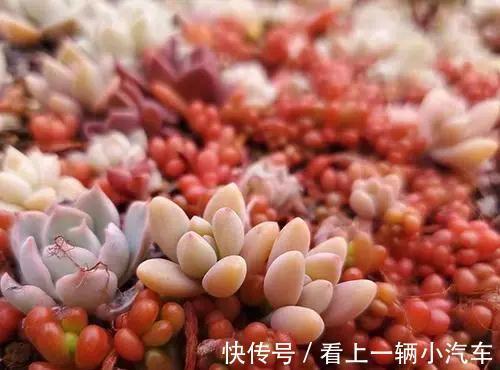 多肉不缓苗就白买了,活不过2周就死了,教你正确缓苗方法