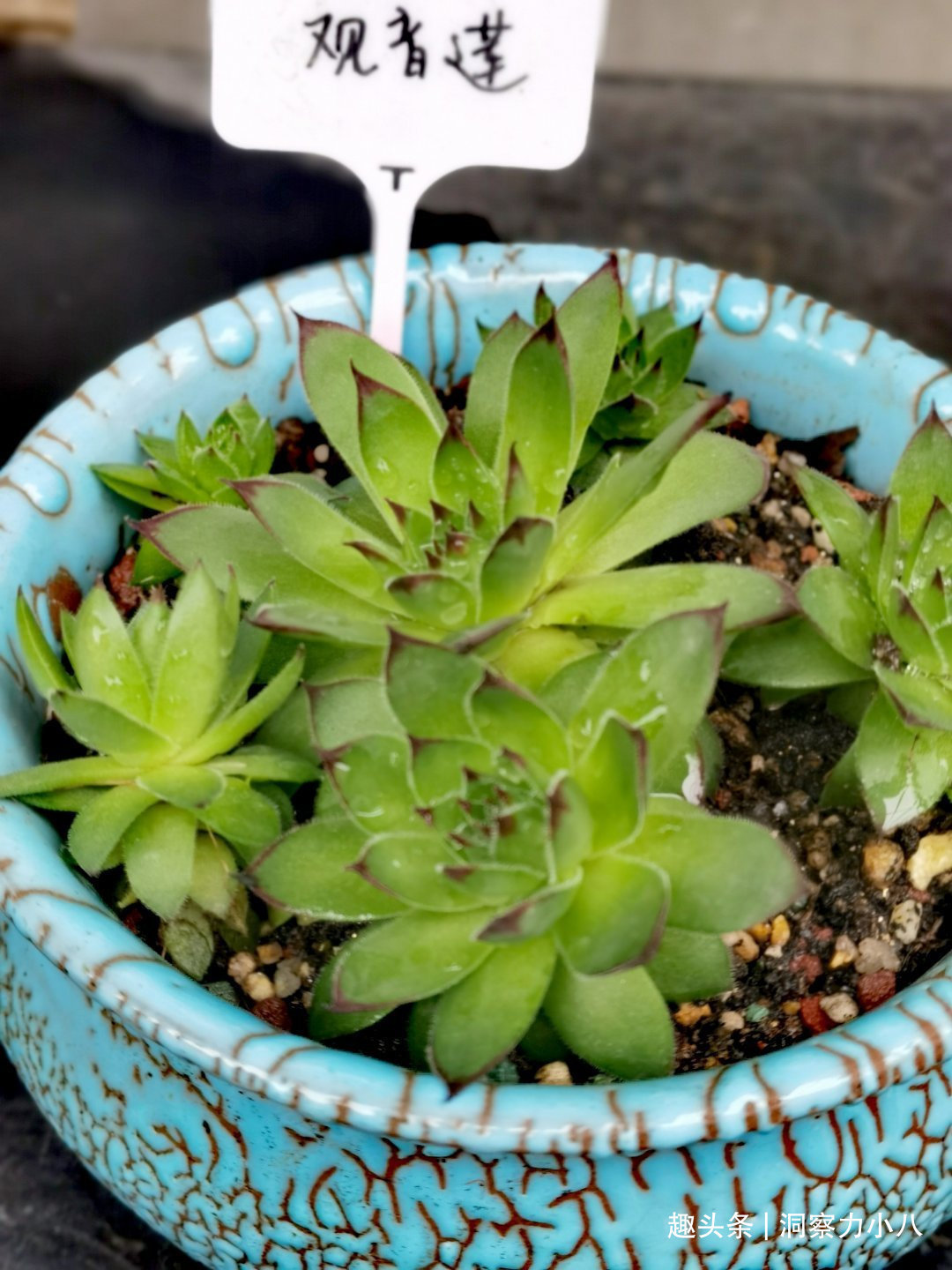 走下神坛的“三多肉”,叶色斑斓“易群生”,不出状态也很仙