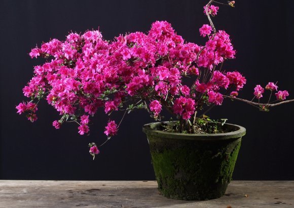 收藏|惊艳的6大盆景造型,中国植物艺术的巅峰,收藏起来