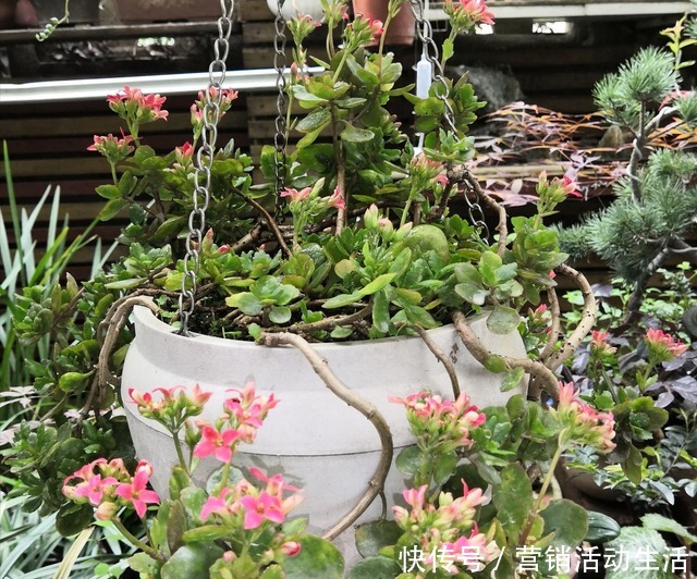 3种花不能养老桩,开花越来越少,最后只剩光杆!