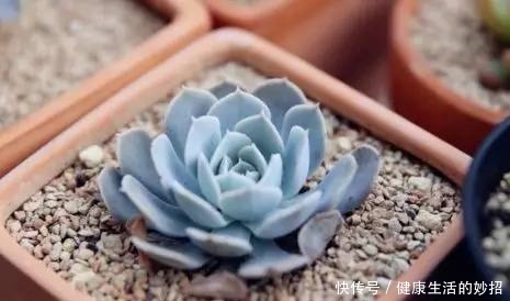 多肉叶子干成皮别扔,这样一做能变老桩!多肉叶子干成皮别扔,这样一做能变老桩!