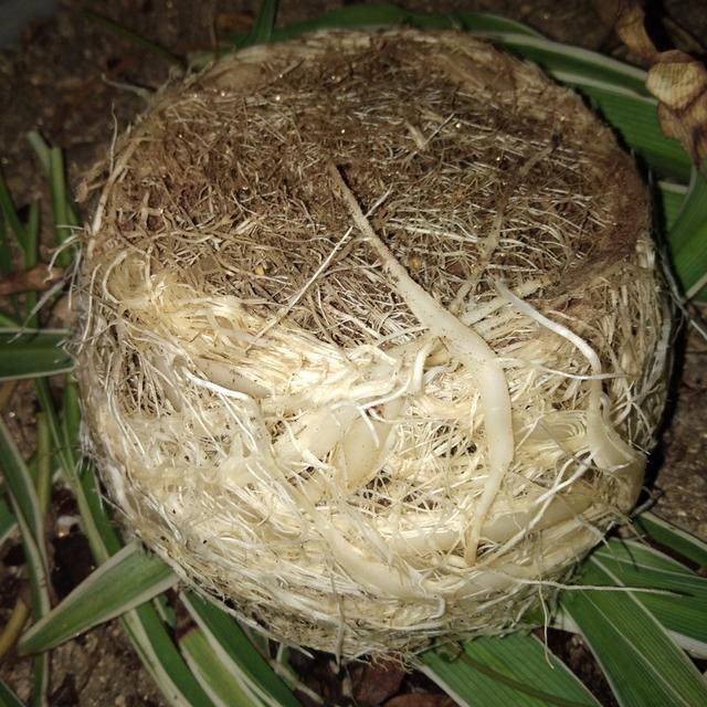 正确|5种花“专吃土”,砸开花盆全是“大块根”,这么做才正确