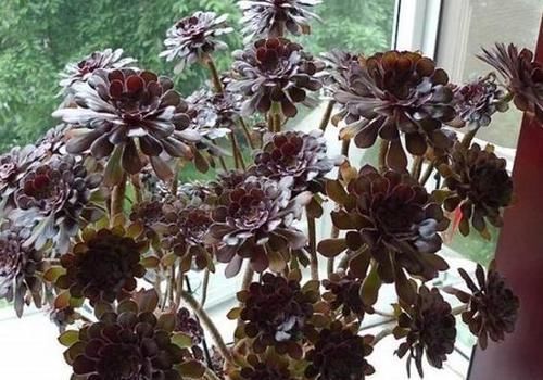 浇水|露养多肉，别只求“不死”了，这么办保管越来越美！