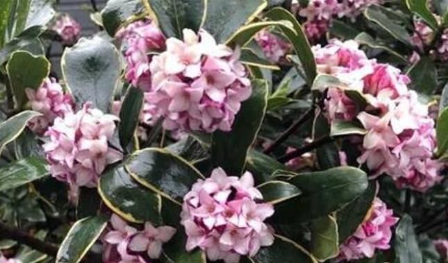 冬天家里养了5种花，多开窗通风晒太阳，顺利长花苞开爆花