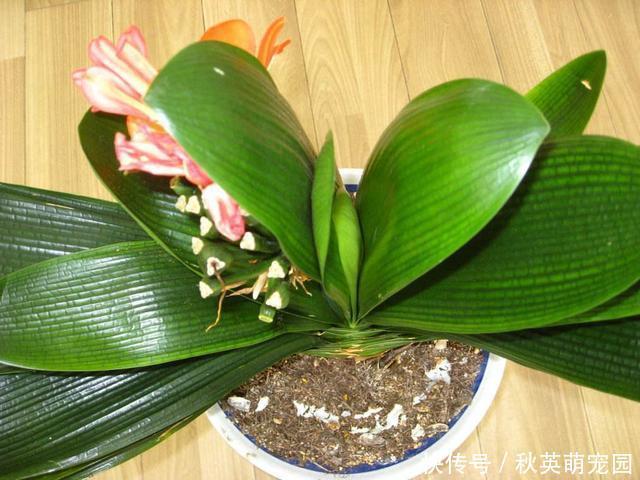 君子兰开花不易，“花箭”还卡住了，其实用2招就能解决