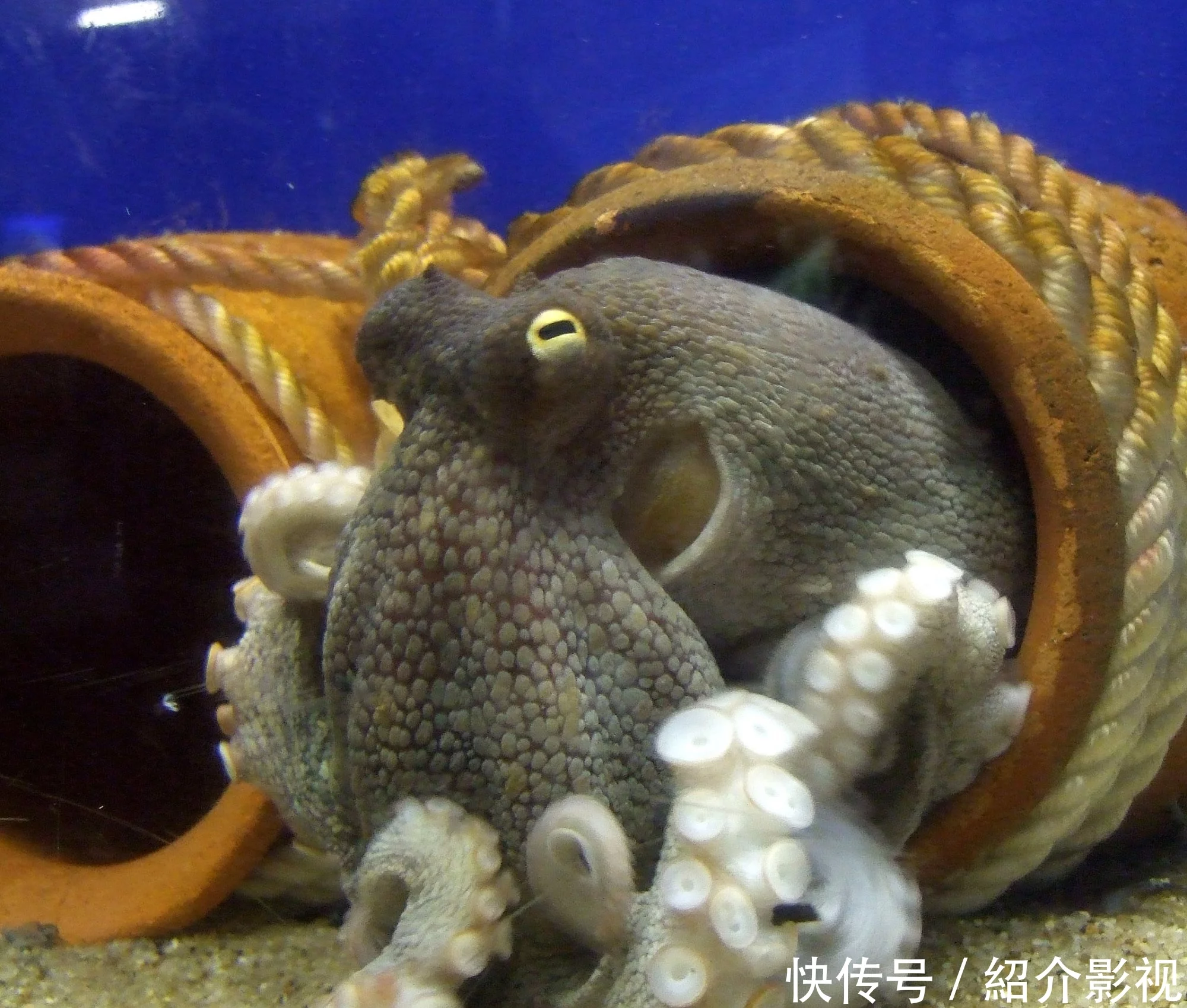 章鱼的血液