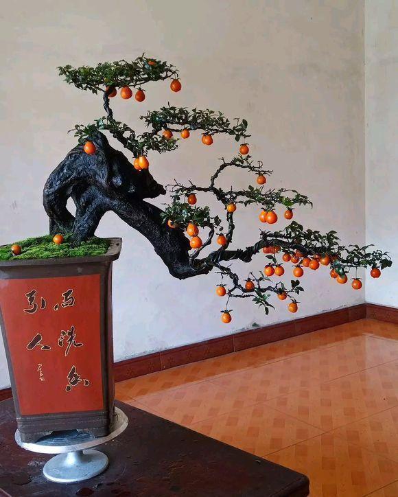 盆景价值高,遭人“疯挖”,山都挖空了,这种行为“真可耻”