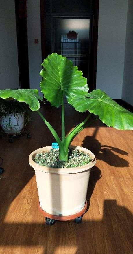 这种“养人”花，窗台客厅摆一盆，干干净净又杀菌