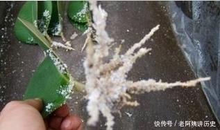 盆栽植物|不花钱,一个叶片就能养爆盆的5种盆栽植物!简单实用窍门!