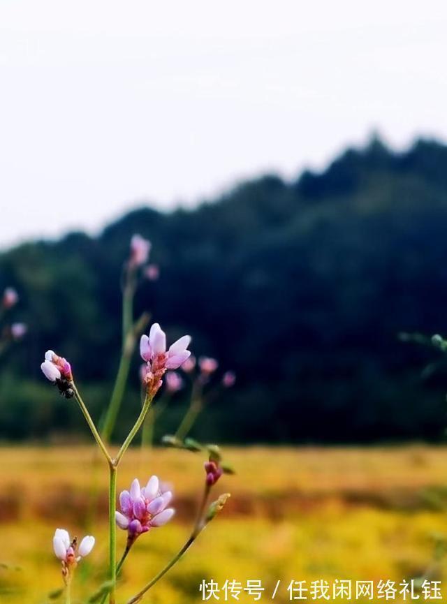 醉夕阳$「七绝·醉夕阳」知秋木叶遍山黄,宠辱偕忘醉夕阳