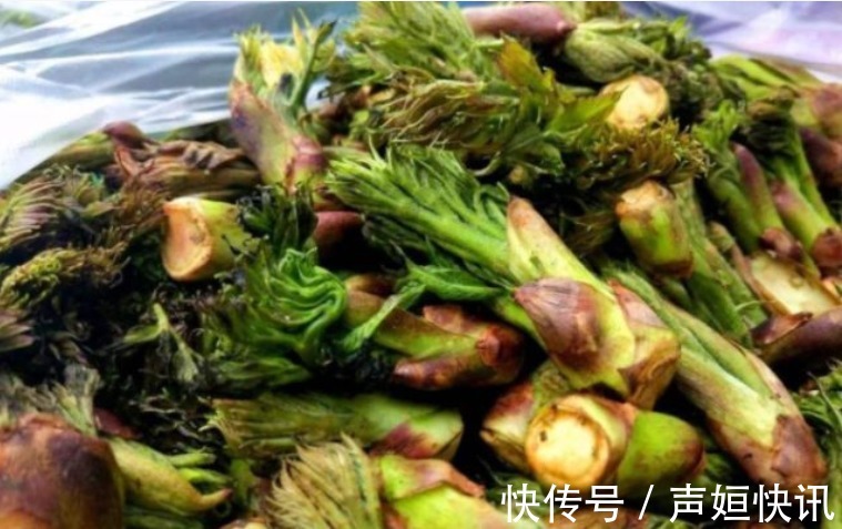 农民|乡下一种新出刺芽,价值珍贵,人称刺人参,营养价值丰富