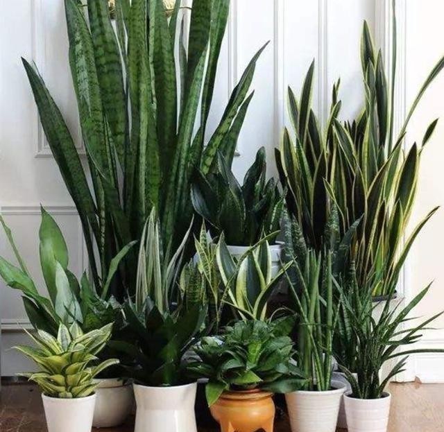 虎皮兰冬天最讨厌“3种水”,浇上就烂根,很容易养不活!