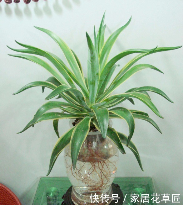 姬小菊|不招虫3种植物,放在家里又美又干净,心情也会变好,赶紧养1盆