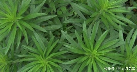 消炎|农村一种野草,常被当成害草,其实能消炎杀菌,加工后50块一斤