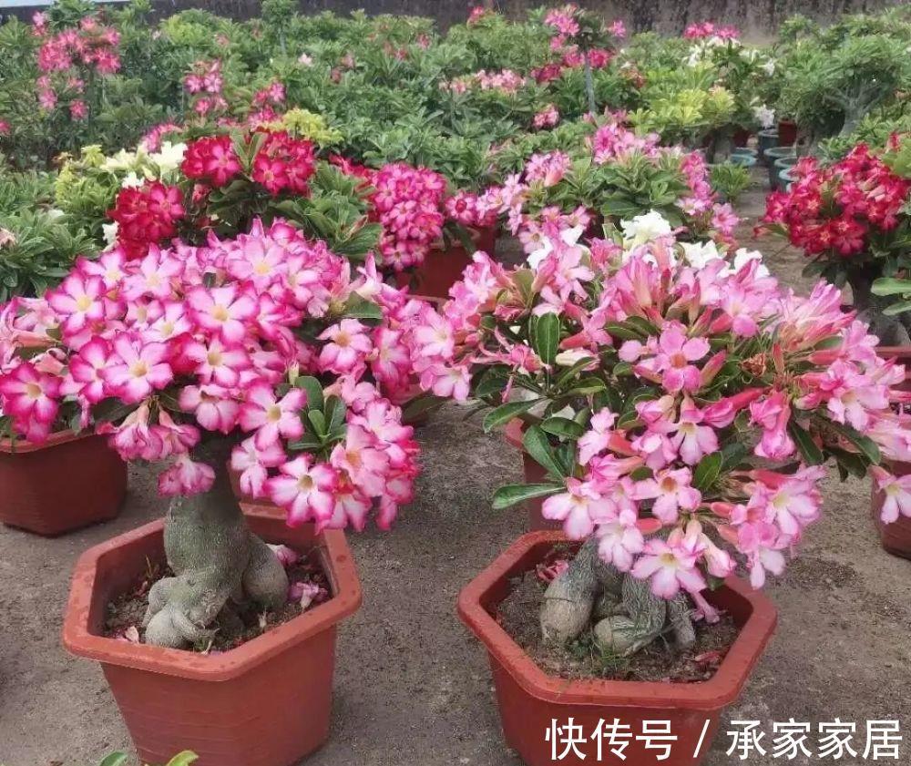 太阳花|5种漂亮花，一年能开200天，越热开的越猛，花朵蕾蕾满阳台