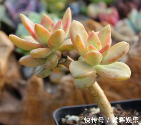 以下这些多肉植物不仅好养,换盆还跟不上爆芽,轻松养殖成老桩!