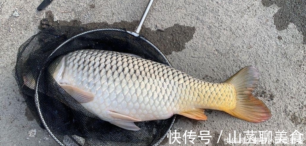失误|野钓巨物细节决定成败，一次失误半月努力就白费了，慎重！