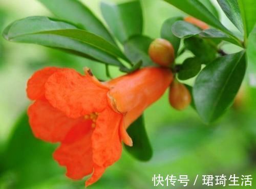 欢饮|3种花花期超长的,开花爆盆很简单,家里养一盆,赏花一整年