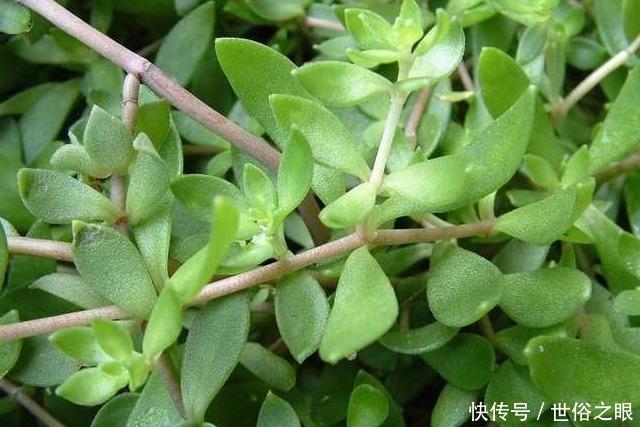垂盆草|农村常见的一种野草,人们常将其作为盆景,殊不知可以入药