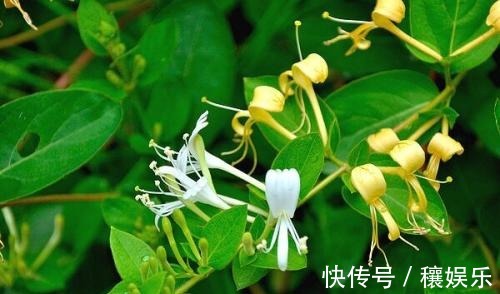 金银花|辟谣金银花泡水喝能消炎、调节免疫力没根据的言论别轻易信了