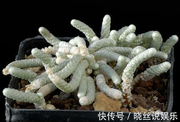 迷人|长相如此“吓人”的多肉你敢养吗，开花的样子确实很迷人