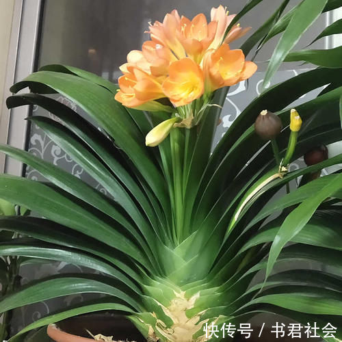 给君子兰吃点它，叶片肥厚，新叶长不停