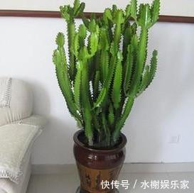 枝条|龙骨剪枝，选对“枝条”，掐准“时间”，蹭蹭长枝条，几年窜上房
