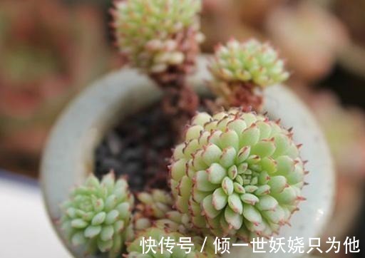 夏季多肉植物应该怎么养新手必学的专业术语,不怕多肉不爆盆!