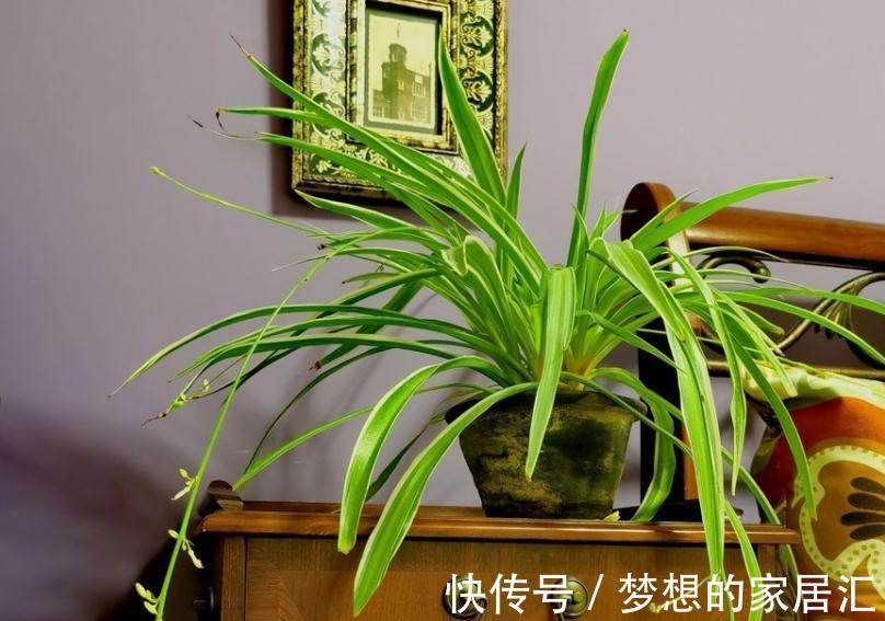 秋冬阶段，盆栽养花种草，植物休眠了，该怎么加强营养？