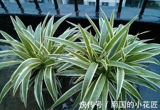 气生根|夏季也可以扦插繁殖的5种花,长根很快简单易活,由少变多