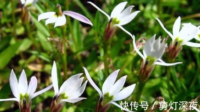 半边莲|一种野草花开像“莲花”,它好看还是好药材,只是如今少见很稀罕