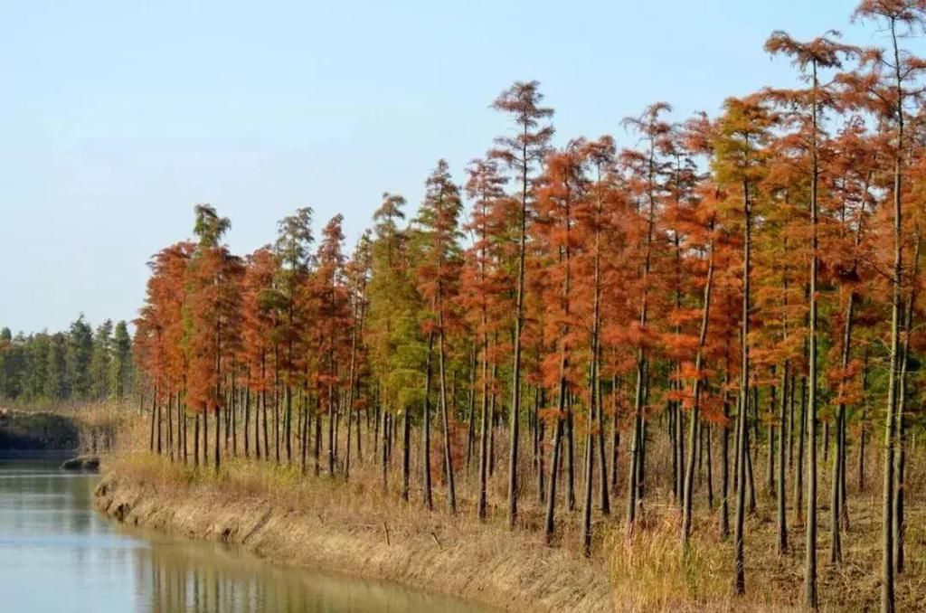 水杉|洪泽湖湿地景区，捕捉最后的深秋美景！