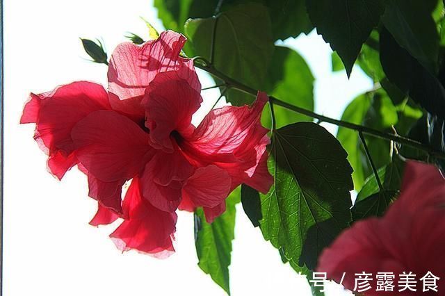 养3种花“多修剪”，2年养成“6层塔”，放在家里真“养眼”