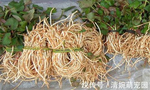 养生|为啥说鱼腥草是害人草，吃鱼腥草到底是好是坏，看完涨知识了