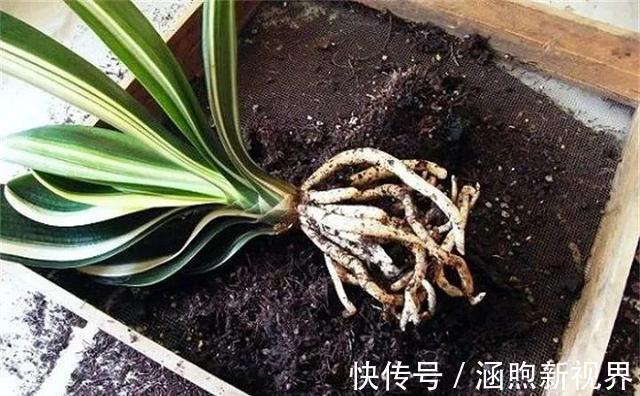 花生壳|君子兰吃点“小颗粒”,长速就像“大白菜”,1年冒5对“油绿叶
