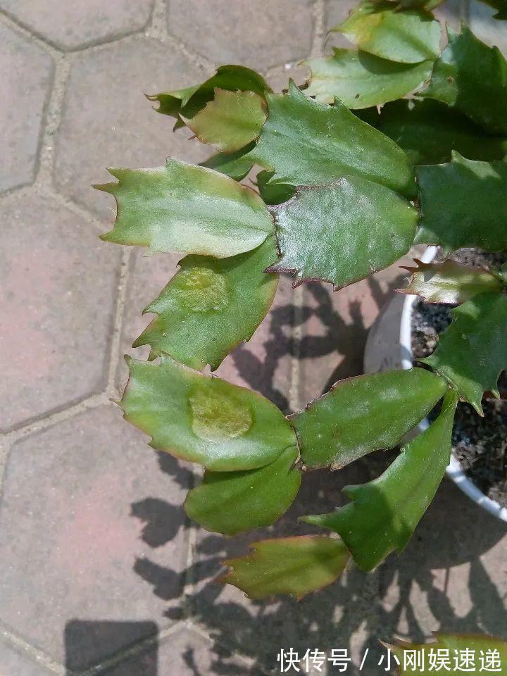 叶片|10种花特怕晒,越晒越黄叶,搬阴凉地儿才能活!