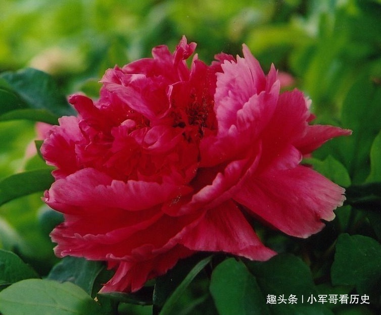 花形|此花色泽艳丽,花形丰满端正,如同一顶皇冠,引来嗅香的蝴蝶