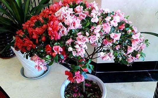 杜鹃花不生长,及时喂点“料”,新芽花苞“蹭蹭冒”,一次开爆花