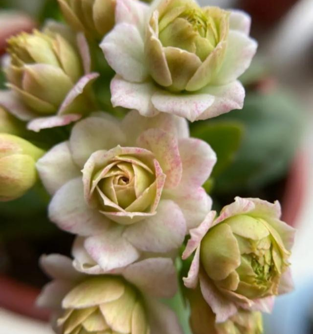 品种|75个长寿花品种，一个比一个美，一起来认识一下吧！