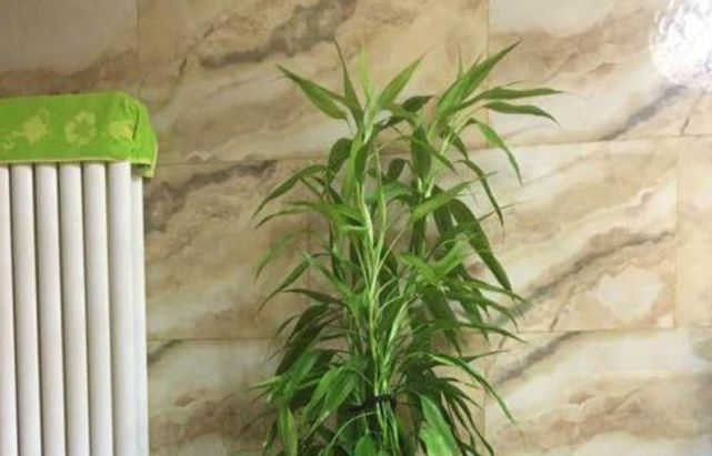 富贵竹|2种花能长“2米高”,镇宅又旺材,吸甲醛,净化空气,养1盆真值