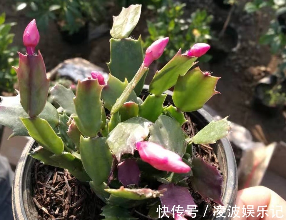 适应能力|天热养蟹爪兰,解锁浇水密码,度夏容易,盆栽照样嗖嗖长新叶