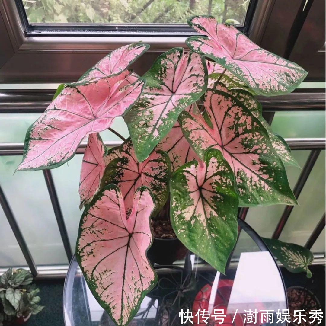 13种“阴冷花”，客厅没光照，长得更旺，越晒越难看